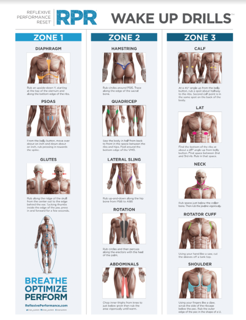 A comprehensive muscle anatomy chart featuring various muscles of the human body. The image showcases a detailed view of key muscle groups, including the hamstrings, diaphragm, calves, glutes, lateral strings, neck, quadriceps, lats, shoulders, and abdominals. Each muscle is clearly labeled, providing an educational and informative visual reference for fitness enthusiasts and anatomy enthusiasts alike. This image serves as a valuable resource for understanding the intricate composition of the human musculature and supports the fitness brand's commitment to promoting knowledge, strength, and physical well-being.